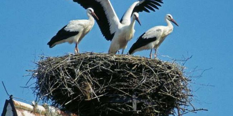 Jak vybavit čapí hnízdo - možnosti stavby, symbolika a nápady, jak si vyrobit hnízdo vlastníma rukama (90 fotografií)